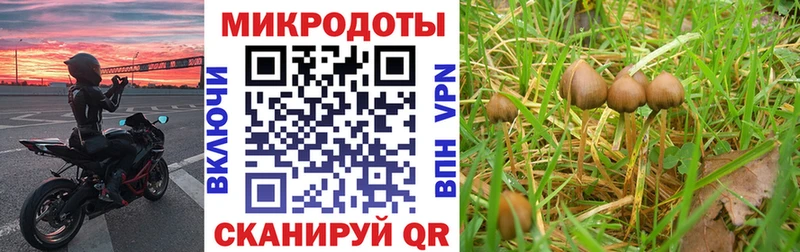 наркотики  Соль-Илецк  Галлюциногенные грибы Psilocybine cubensis 
